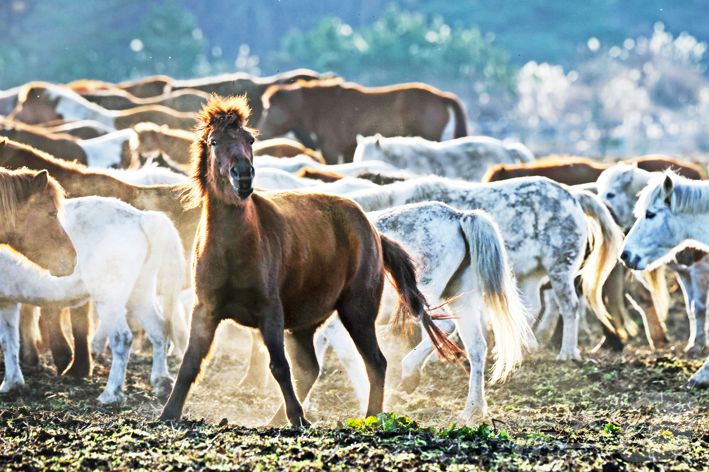 (제주=뉴스1) 황기선 기자 = 2026년 희망찬 병오년(丙午年) 붉은 말의 해가 다가왔다. 지난 19일 제주특별자치도 제주축산 생명연구원에서 천연기념물 제347호인 제주 토종종마 …