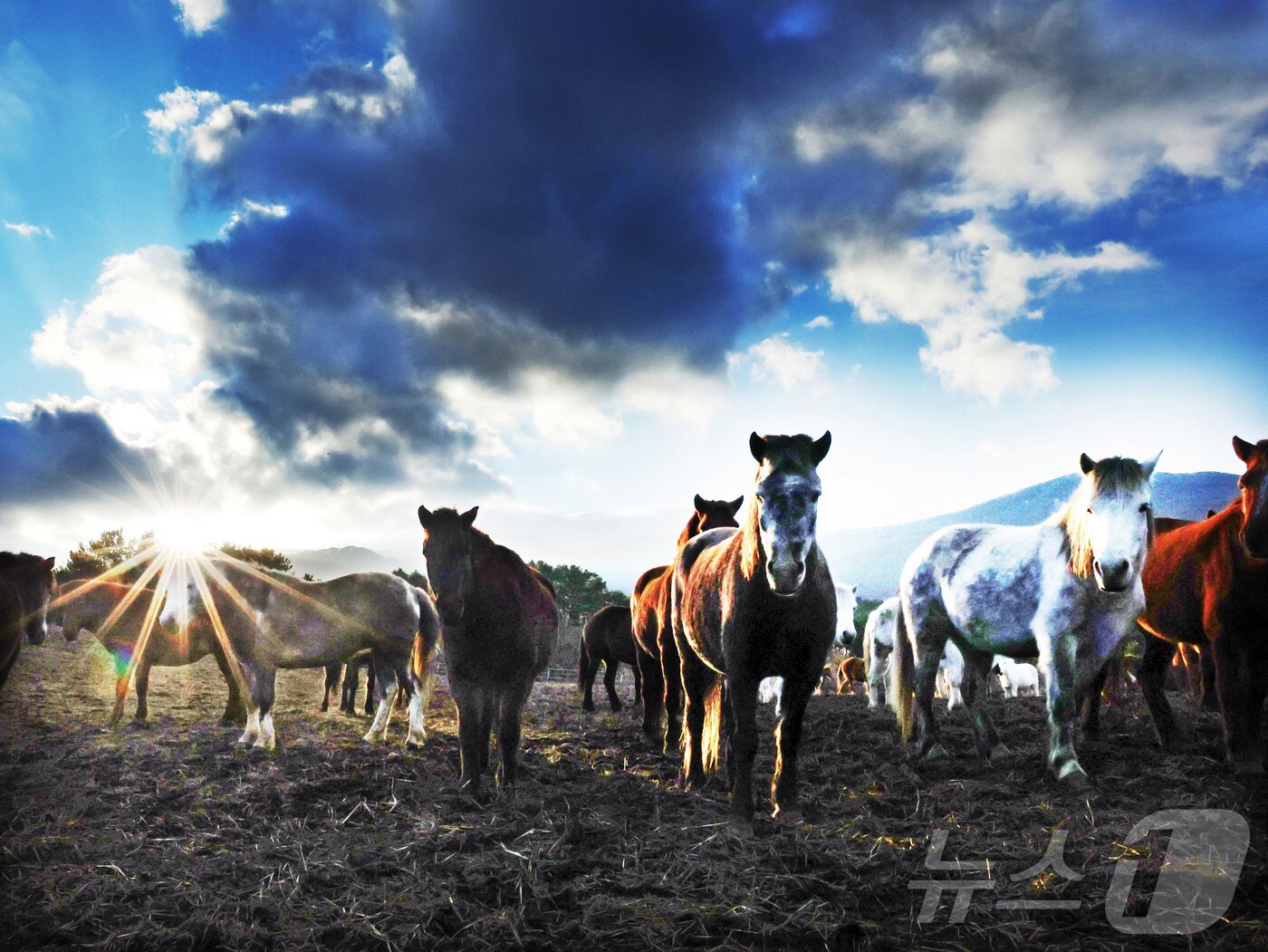 본문 이미지 - 2026년 희망찬 병오년(丙午年) 붉은 말의 해가 다가왔다. 지난 19일 제주특별자치도 제주축산 생명연구원에서 천연기념물 제347호인 제주 토종종마가 풀밭을 거닐고 있다.  2025.12.31/뉴스1 ⓒ News1 황기선 기자