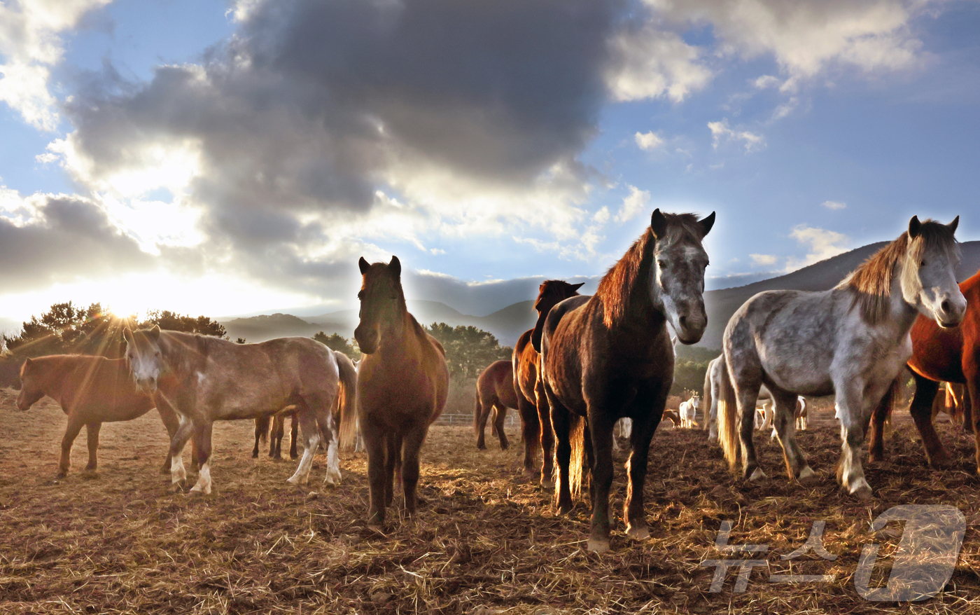 (제주=뉴스1) 황기선 기자 = 2026년 희망찬 병오년(丙午年) 붉은 말의 해가 다가왔다. 지난 19일 제주특별자치도 제주축산 생명연구원에서 천연기념물 제347호인 제주 토종종마 …
