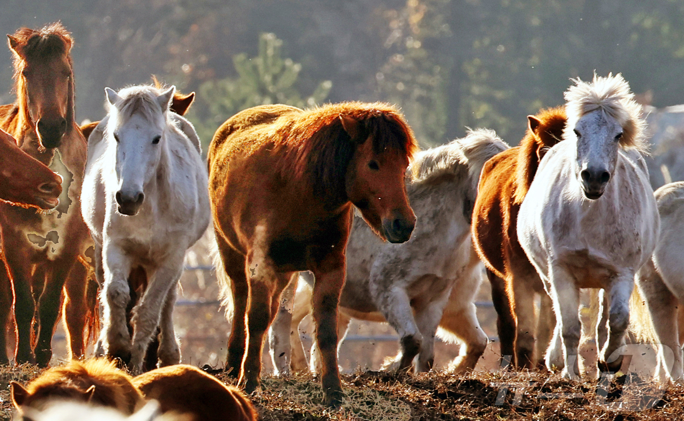 (제주=뉴스1) 황기선 기자 = 2026년 희망찬 병오년(丙午年) 붉은 말의 해가 다가왔다. 지난 19일 제주특별자치도 제주축산 생명연구원에서 천연기념물 제347호인 제주 토종종마 …