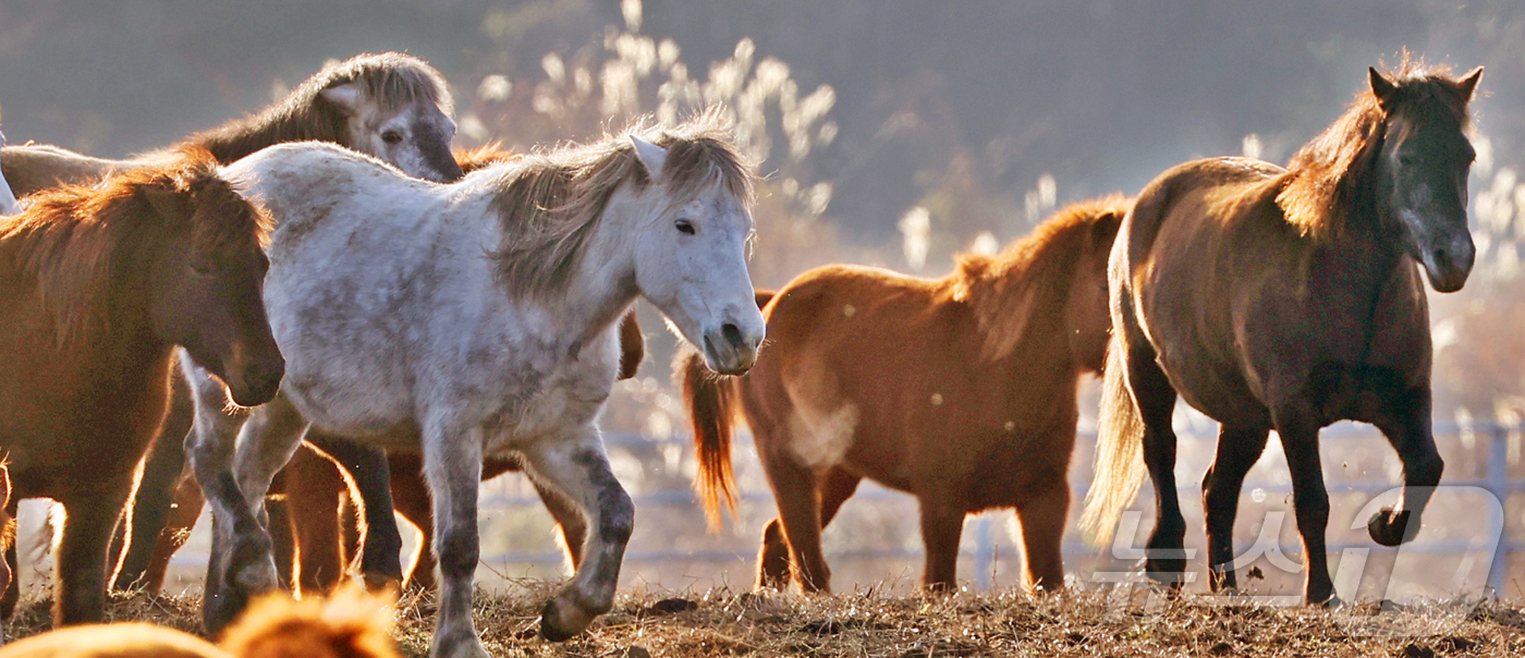 (제주=뉴스1) 황기선 기자 = 2026년 희망찬 병오년(丙午年) 붉은 말의 해가 다가왔다. 지난 19일 제주특별자치도 제주축산 생명연구원에서 천연기념물 제347호인 제주 토종종마 …