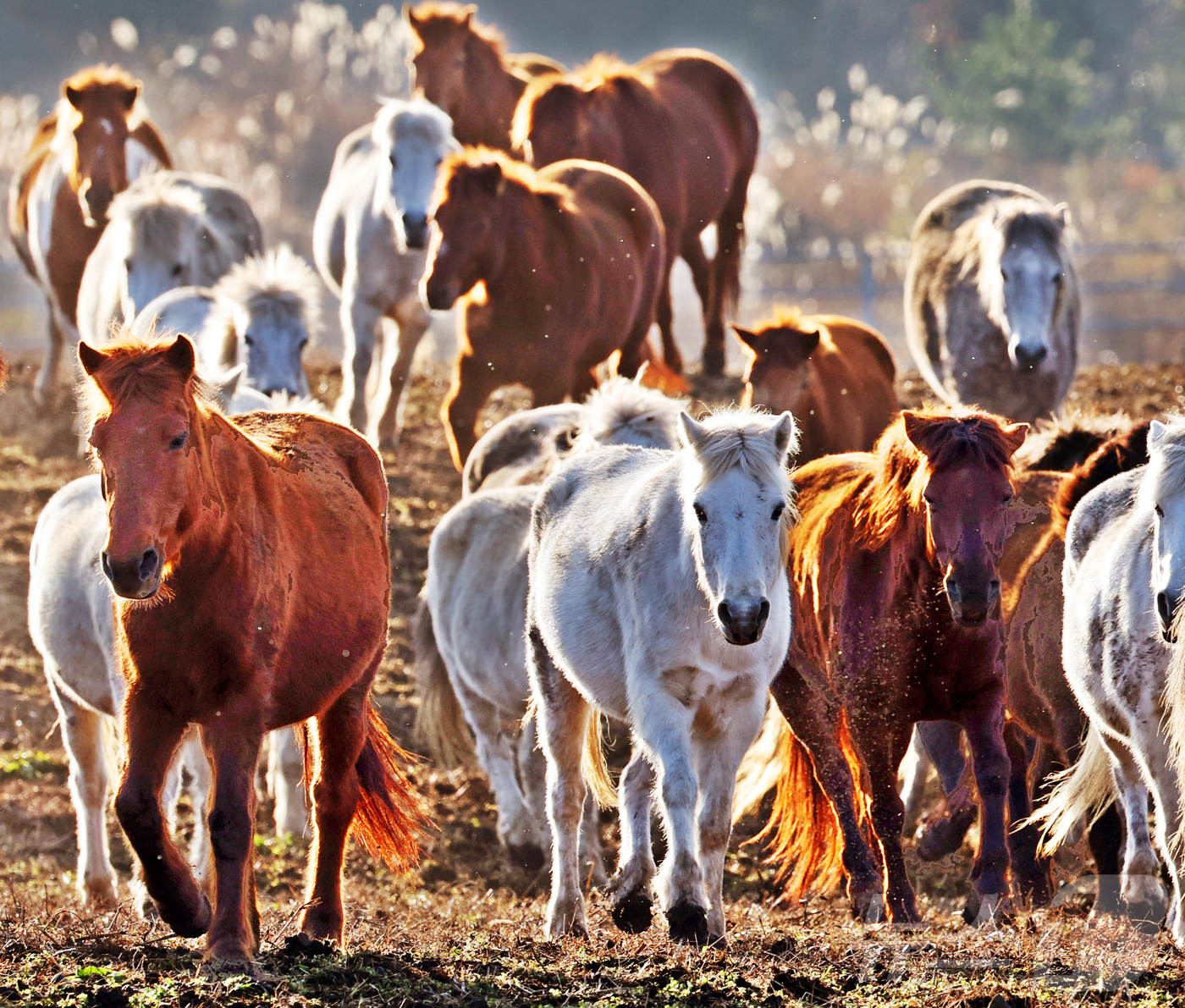 (제주=뉴스1) 황기선 기자 = 2026년 희망찬 병오년(丙午年) 붉은 말의 해가 다가왔다. 지난 19일 제주특별자치도 제주축산 생명연구원에서 천연기념물 제347호인 제주 토종종마 …