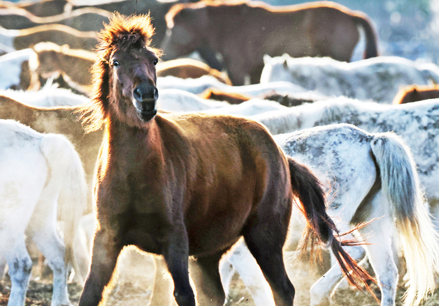 [뉴스1 PICK] 2026년 병오년 '붉은 말'의 해 밝았다