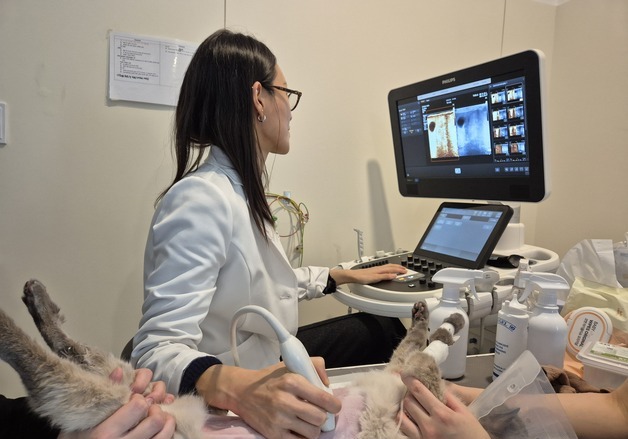 마취 없이 간 종양 확인…본동물의료센터, 초음파 조영 검사 도입