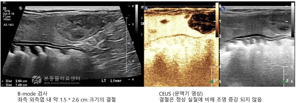 본문 이미지 - 두 번째 케이스 반려동물의 일반 초음파와 초음파 조영검사 결과(병원 제공) ⓒ 뉴스1