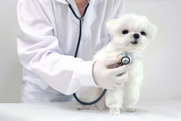 "활발해서 그런 줄만"…6개월 강아지가 알려준 심장질환 신호는