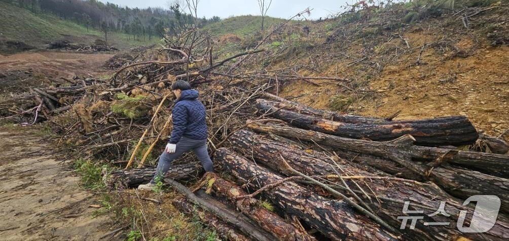 본문 이미지 - 지난 3월경 발생한 의성·안동 산불 피해목 집하장.(국립춘천숲체원 제공, 재판매 및 DB금지)