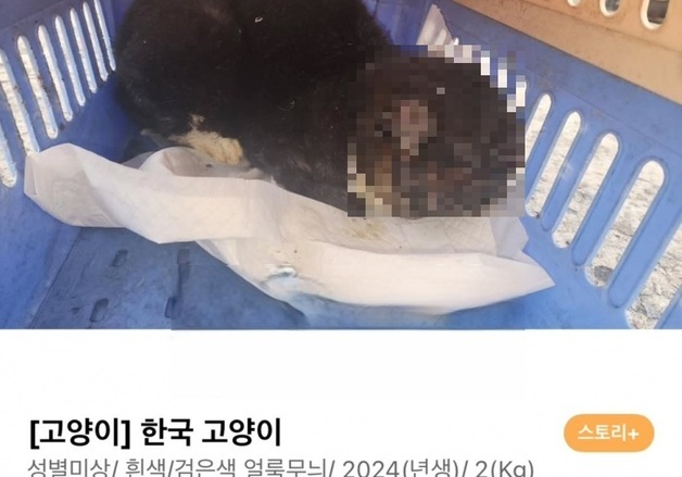 대전 동구서 길고양이 학대 잇따라…경찰 수사