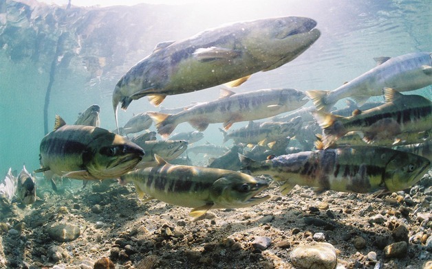 올해 동해안 연어 회귀량, 감소 추세에서 벗어나 큰 폭 증가