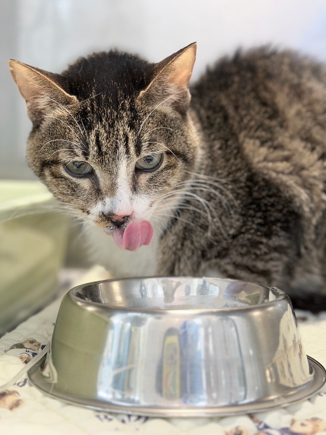 본문 이미지 - 유동식 먹는 청이(월드펫동물메디컬센터 제공) ⓒ 뉴스1