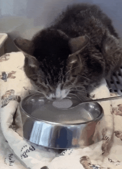 본문 이미지 - 전신 질환으로 식욕 부진이었던 청이가 치료 후 기력을 회복하며 유동식을 받아 먹고 있다(월드펫동물메디컬센터 제공). ⓒ 뉴스1