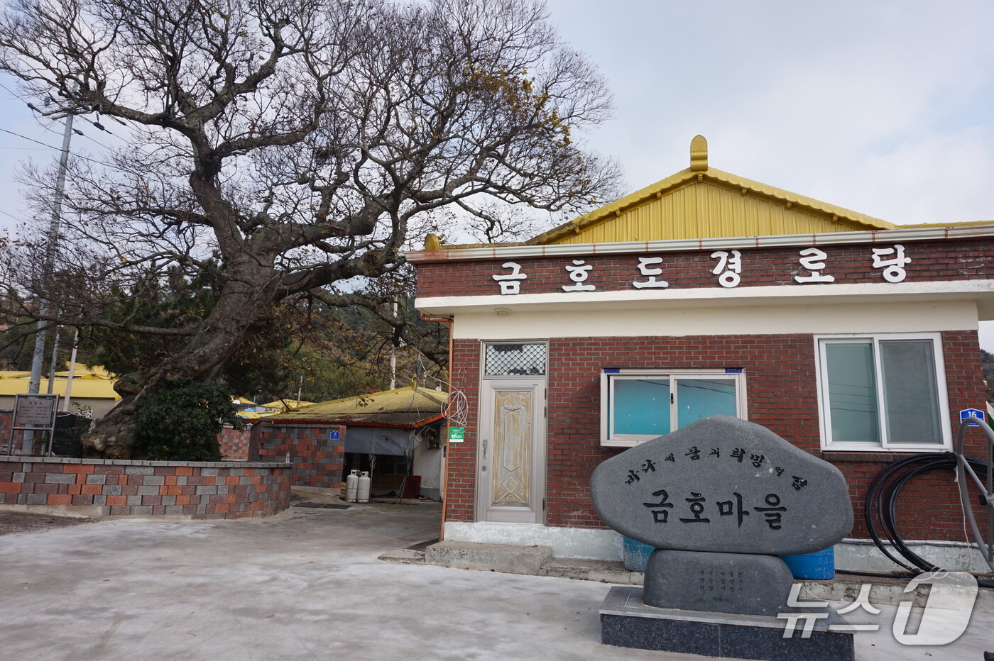 본문 이미지 - 금호마을 경로당 옆에 보호수로 지정된 수령 400년의 팽나무가 마을의 역사를 지키고 있다. 2026.1.2뉴스1 ⓒ News1 조영석 기자