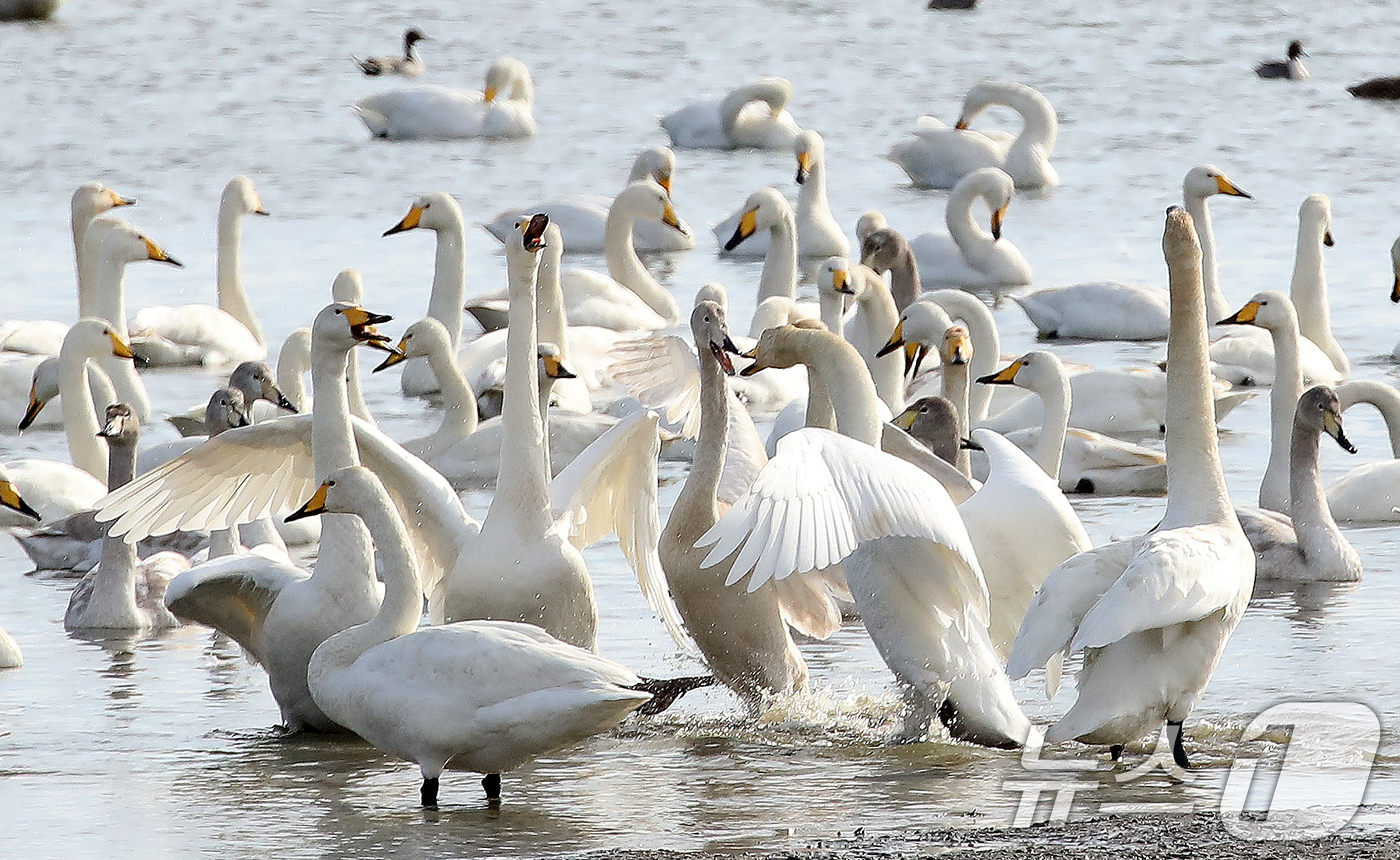 (부산=뉴스1) 윤일지 기자 = 31일 오후 부산 낙동강하구 을숙도 남단에서 천연기념물 제201-2호인 큰고니들이 먹이활동을 하고 있다.  2025.12.31/뉴스1