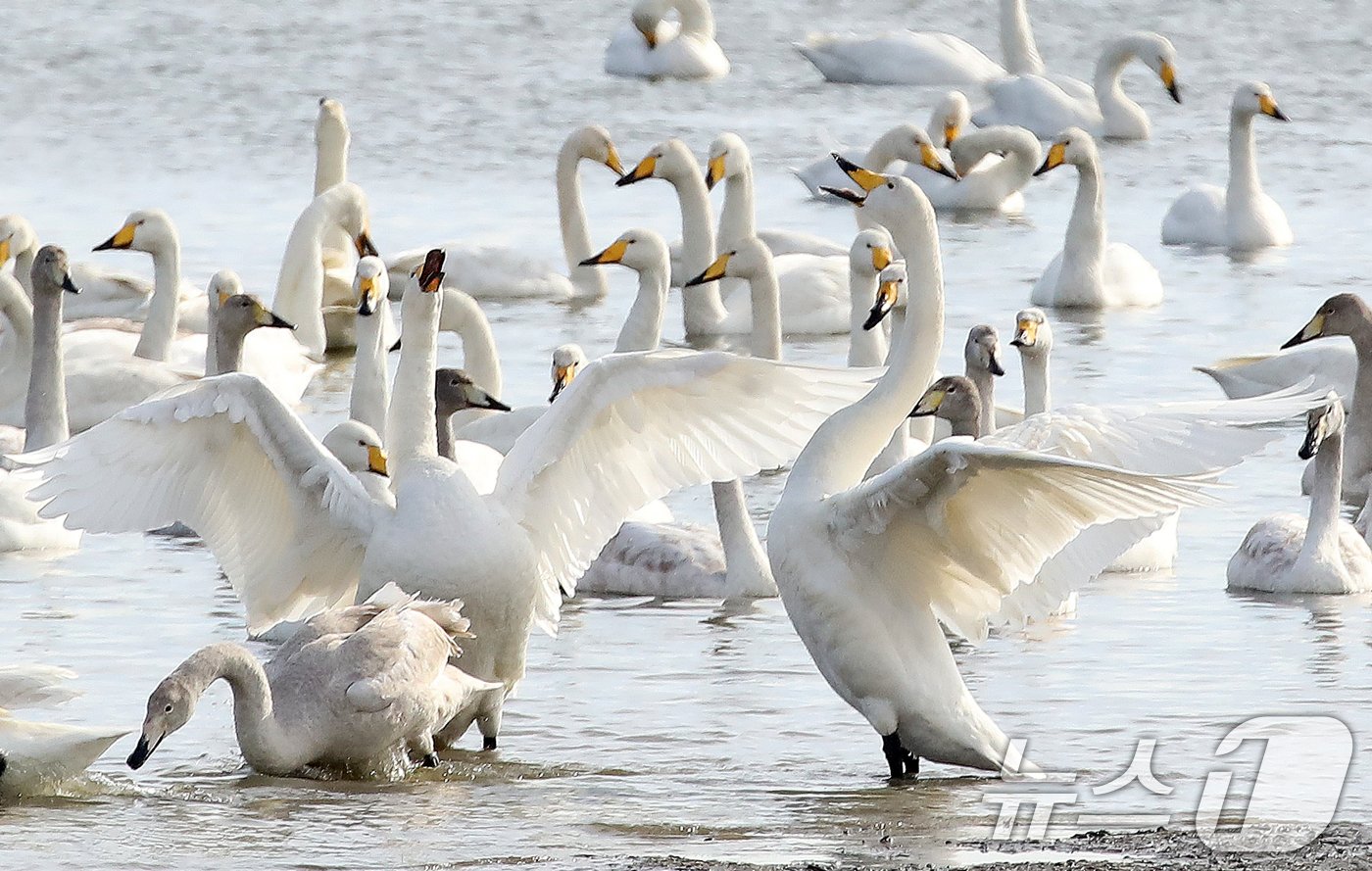 (부산=뉴스1) 윤일지 기자 = 31일 오후 부산 낙동강하구 을숙도 남단에서 천연기념물 제201-2호인 큰고니들이 먹이활동을 하고 있다.  2025.12.31/뉴스1