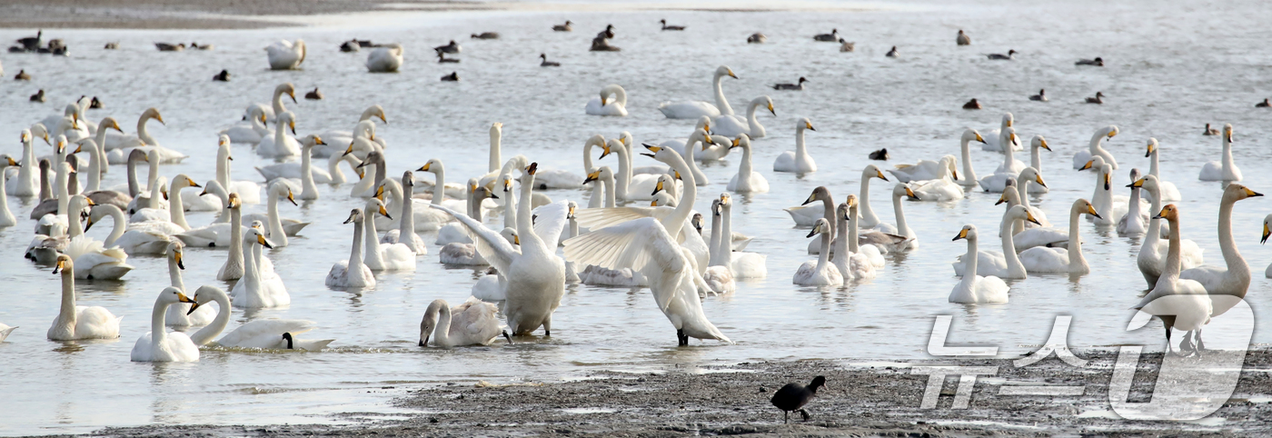 (부산=뉴스1) 윤일지 기자 = 31일 오후 부산 낙동강하구 을숙도 남단에서 천연기념물 제201-2호인 큰고니들이 먹이활동을 하고 있다.  2025.12.31/뉴스1