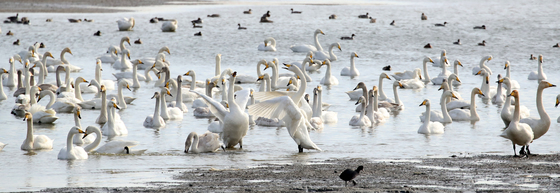 을숙도에 울려 퍼지는 큰고니의 노래
