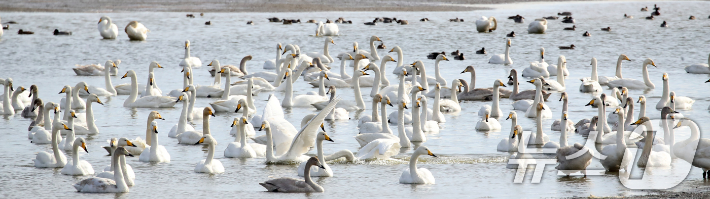 (부산=뉴스1) 윤일지 기자 = 31일 오후 부산 낙동강하구 을숙도 남단에서 천연기념물 제201-2호인 큰고니들이 먹이활동을 하고 있다.  2025.12.31/뉴스1