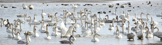 먹이활동하는 큰고니들