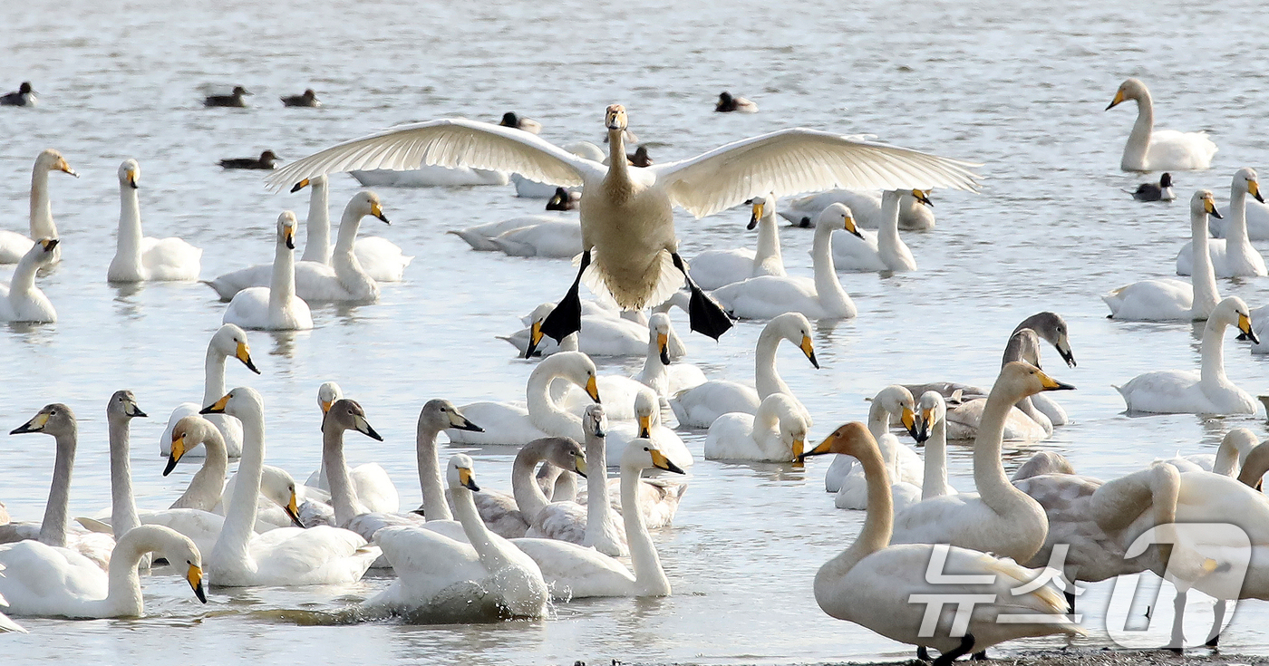 (부산=뉴스1) 윤일지 기자 = 31일 오후 부산 낙동강하구 을숙도 남단에서 천연기념물 제201-2호인 큰고니들이 먹이활동을 하고 있다.  2025.12.31/뉴스1