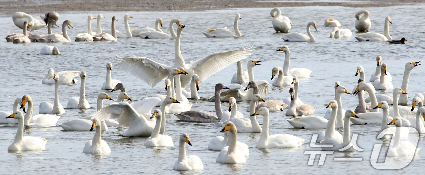 (부산=뉴스1) 윤일지 기자 = 31일 오후 부산 낙동강하구 을숙도 남단에서 천연기념물 제201-2호인 큰고니들이 먹이활동을 하고 있다.  2025.12.31/뉴스1
