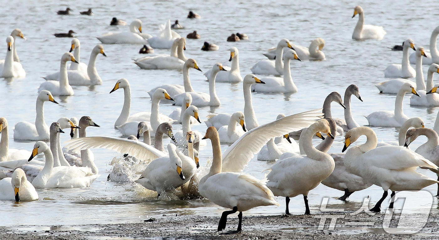 (부산=뉴스1) 윤일지 기자 = 31일 오후 부산 낙동강하구 을숙도 남단에서 천연기념물 제201-2호인 큰고니들이 먹이활동을 하고 있다.  2025.12.31/뉴스1