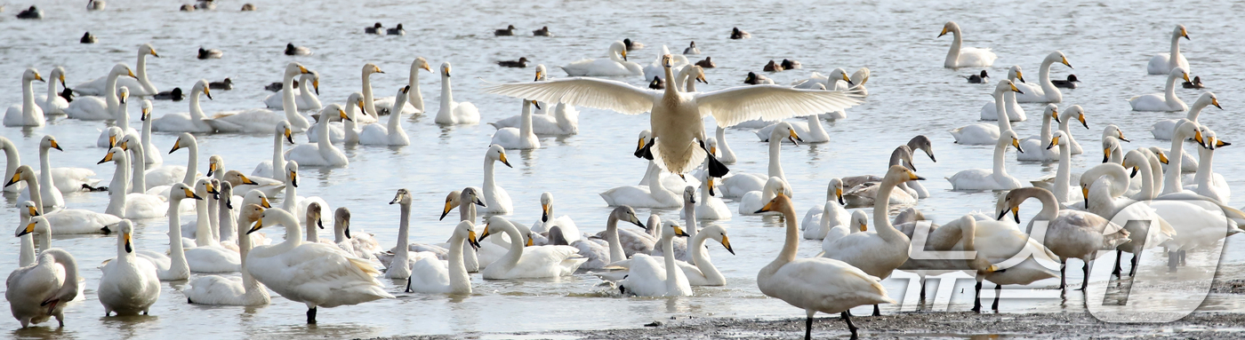 (부산=뉴스1) 윤일지 기자 = 31일 오후 부산 낙동강하구 을숙도 남단에서 천연기념물 제201-2호인 큰고니들이 먹이활동을 하고 있다.  2025.12.31/뉴스1