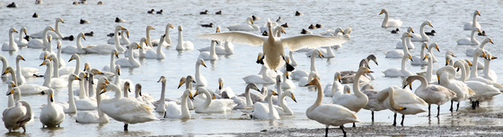 부산 을숙도서 겨울 나는 큰고니