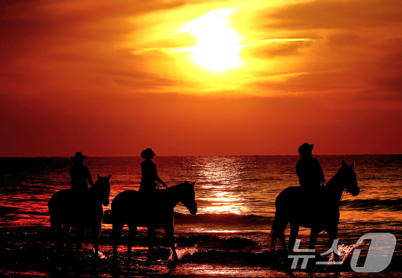 (고창=뉴스1) 유경석 기자 = '붉은 말의 해' 병오년(丙午年)을 앞두고 전북 고창 명사십리 해변에서 휘게팜 승마클럽 직원들이 붉게 물든 해안가를 따라 말을 타고 있다. 2025 …