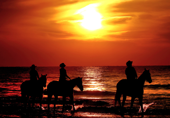 2026 붉은 말의 해, 새로운 질주의 시작