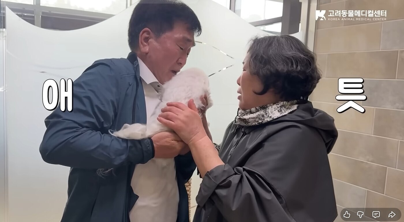 본문 이미지 - 고려동물메디컬센터 공식 유튜브 2025년 최다 조회 콘텐츠는 전남 광주에서 충북 청주까지 와서 치료를 받은 말티즈(몰티즈) 소금이 사연을 담은 영상이 선정됐다(유튜브 갈무리). ⓒ 뉴스1