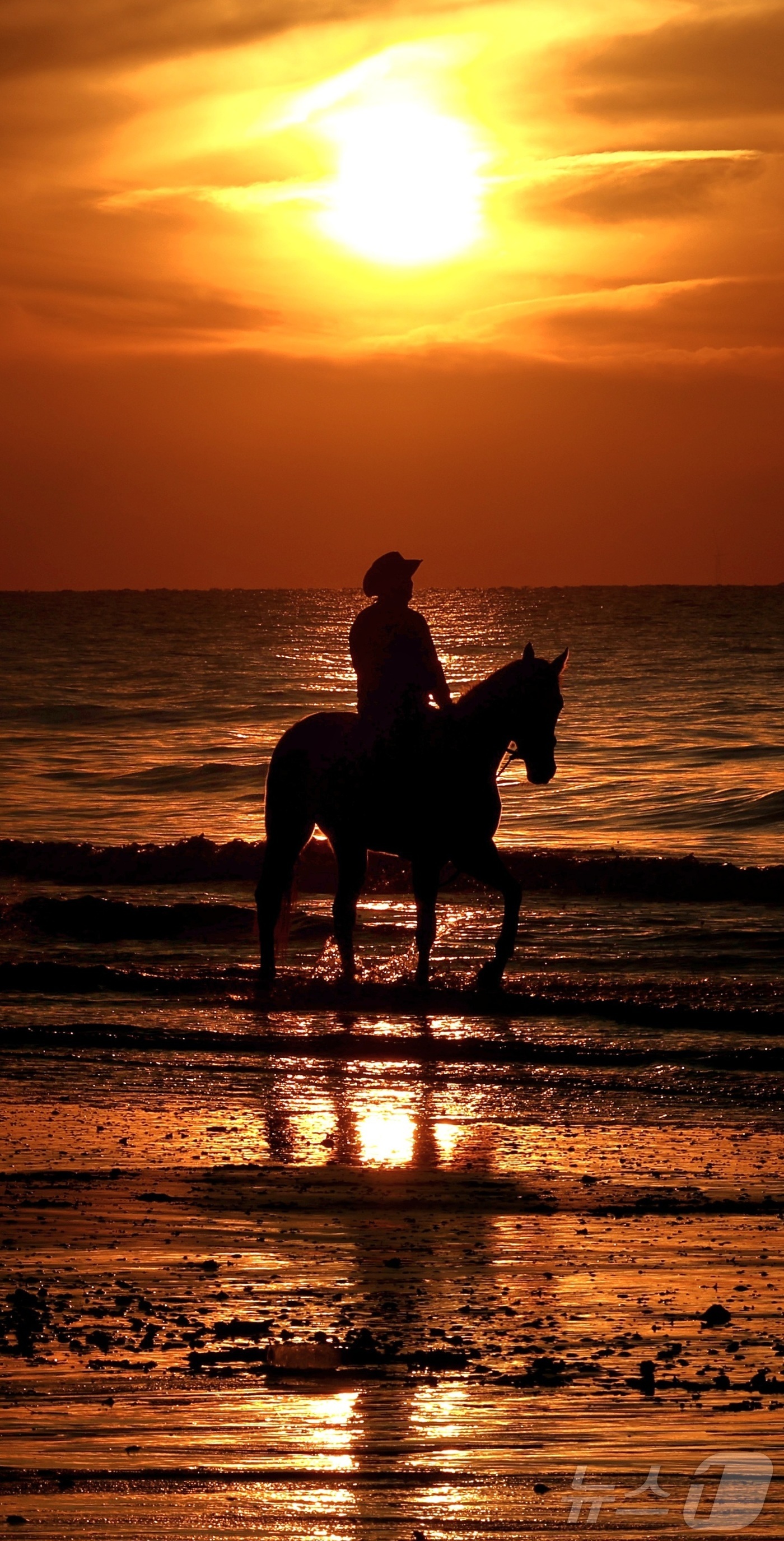 (고창=뉴스1) 유경석 기자 = '붉은 말의 해' 병오년(丙午年)을 앞두고 전북 고창 명사십리 해변에서 휘게팜 승마클럽 직원이 붉게 물든 해안가를 따라 말을 타고 있다. 2025. …