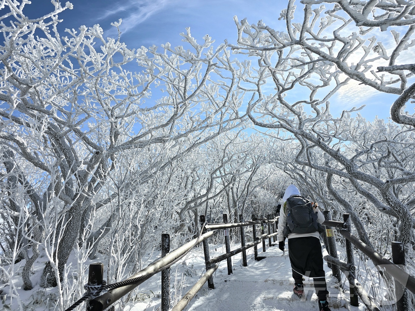 (무주=뉴스1) 장수인 기자 = 31일 오후 전북 무주군 덕유산 향적봉 인근에서 등산객이 눈꽃 터널 사이로 지나가고 있다.(덕유산국립공원사무소 제공. 재판매 및 DB금지) 2025 …