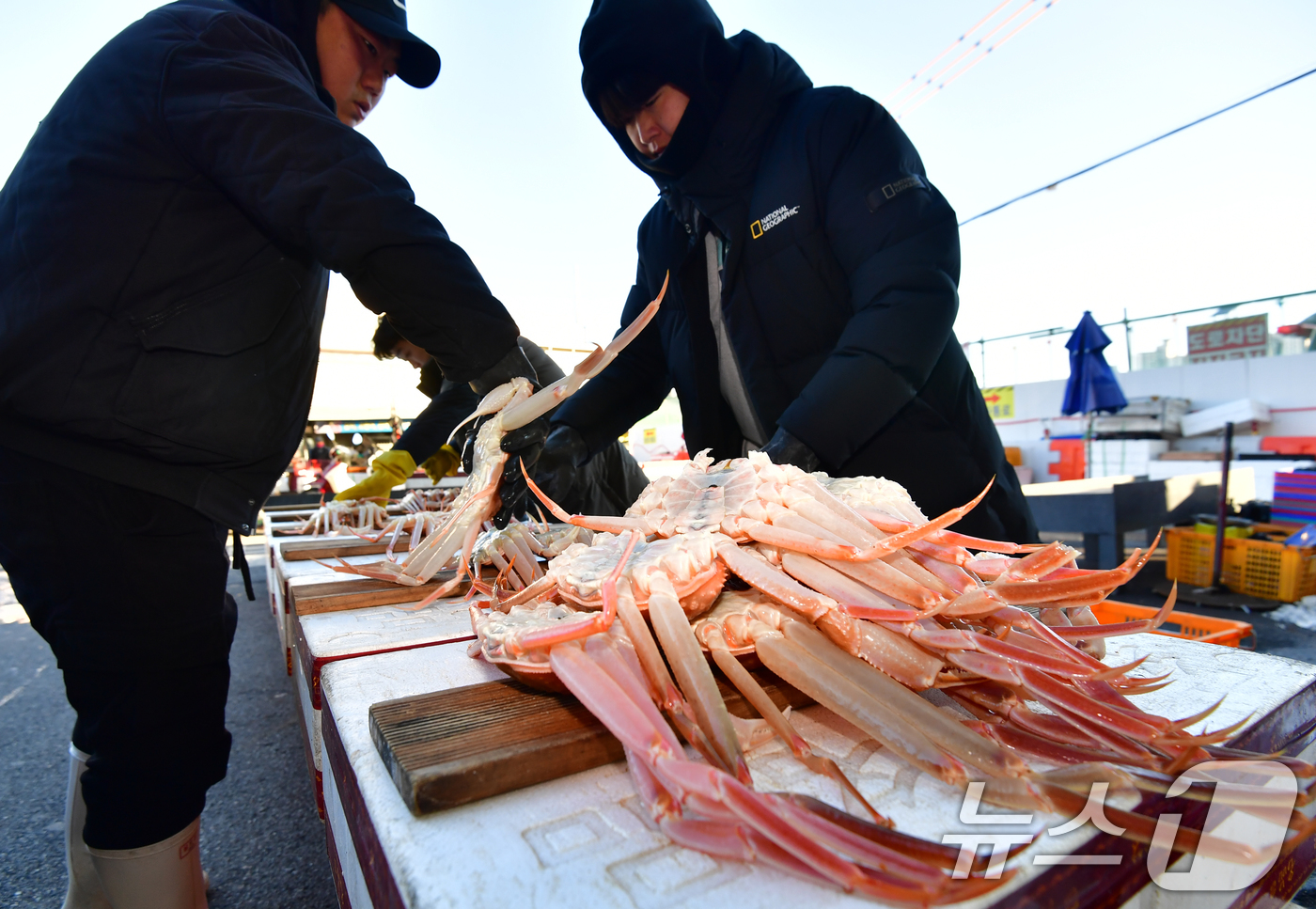 (포항=뉴스1) 최창호 기자 = 4일 경북 포항시 죽도어시장에서 상인들이 판매할 대게를 좌판에 진열하고 있다. 2025.12.4/뉴스1