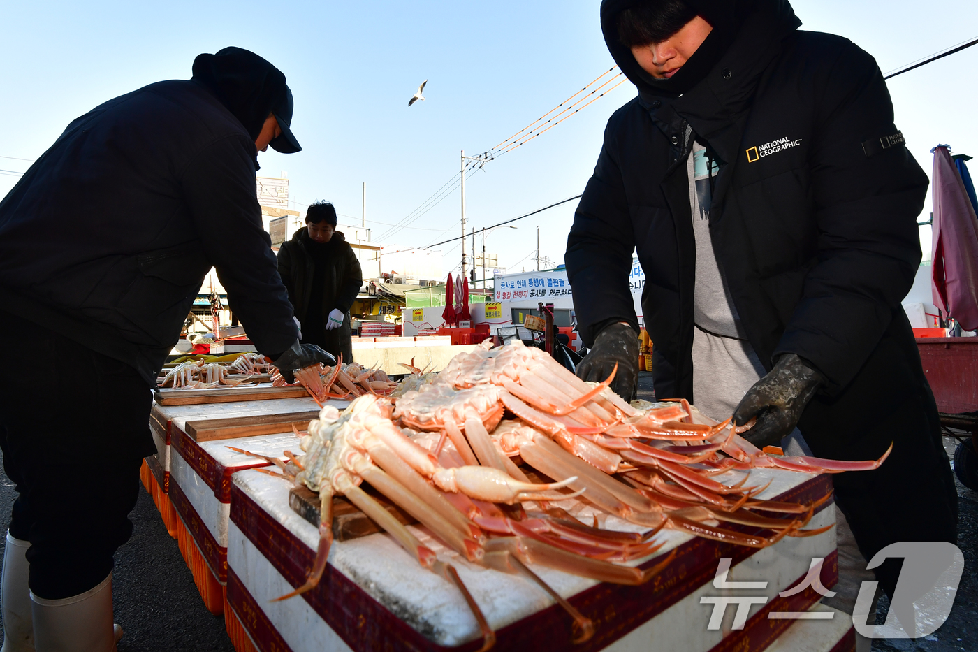 (포항=뉴스1) 최창호 기자 = 4일 경북 포항시 죽도어시장에서 상인들이 판매할 대게를 좌판에 진열하고 있다. 2025.12.4/뉴스1