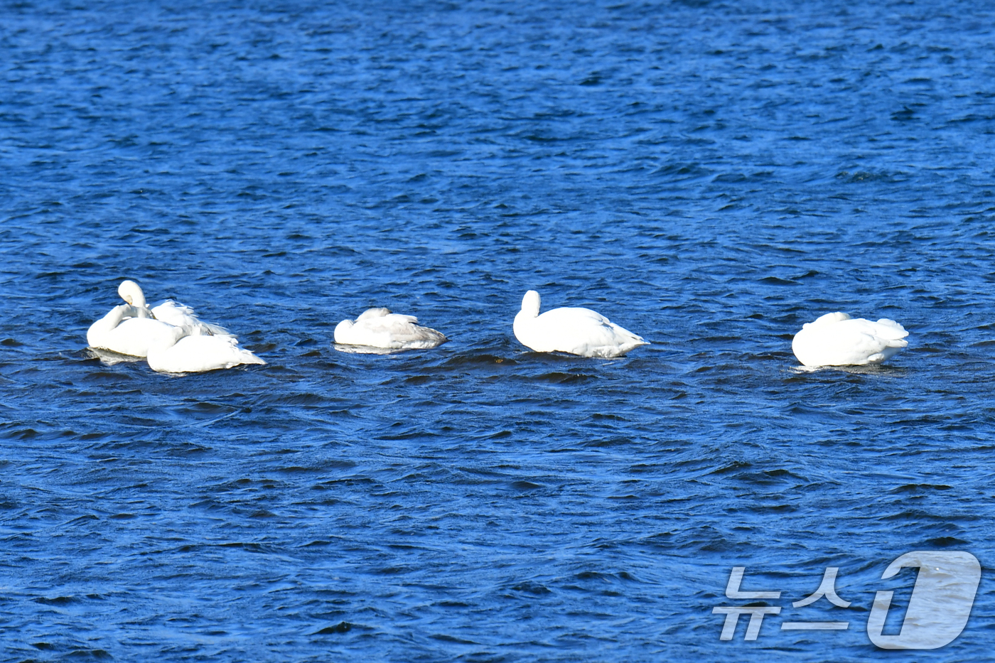 (포항=뉴스1) 최창호 기자 = 천연기념물 제201-2호이자 멸종위기야생생물 2급인 큰고니가 4일 경북 포항시 남구 연일읍 형산강에 날아와 쉬고 있다. 2025.12.4/뉴스1