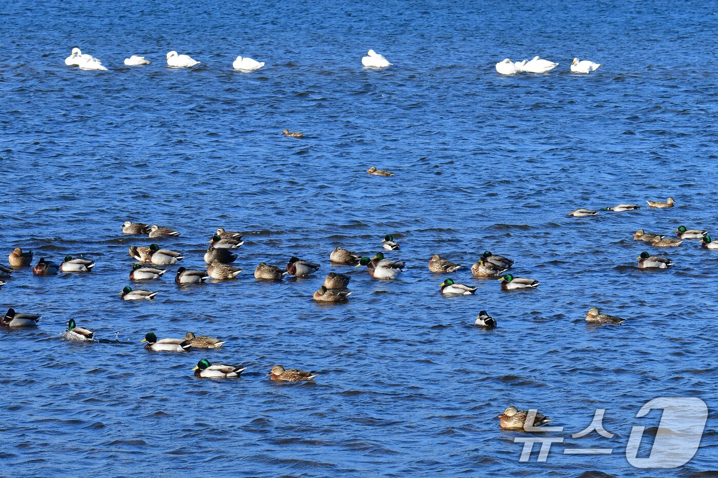 본문 이미지 - 천연기념물 제201-2호이자 멸종위기야생생물 2급인 큰고니와 겨울철새들이 4일 경북 포항시 남구 연일읍 형산강에 날아와 쉬고 있다. 2025.12.4/뉴스1 ⓒ News1 최창호 기자