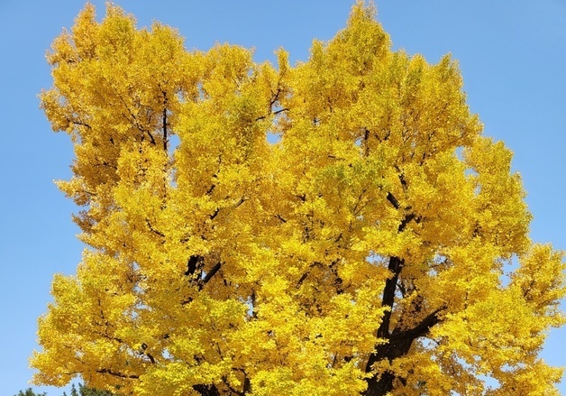 수령 900년 청주 '압각수' 은행나무 천연기념물 지정 예고