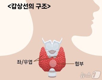 본문 이미지 - 갑상선의 구조&#40;서울대병원 제공&#41;