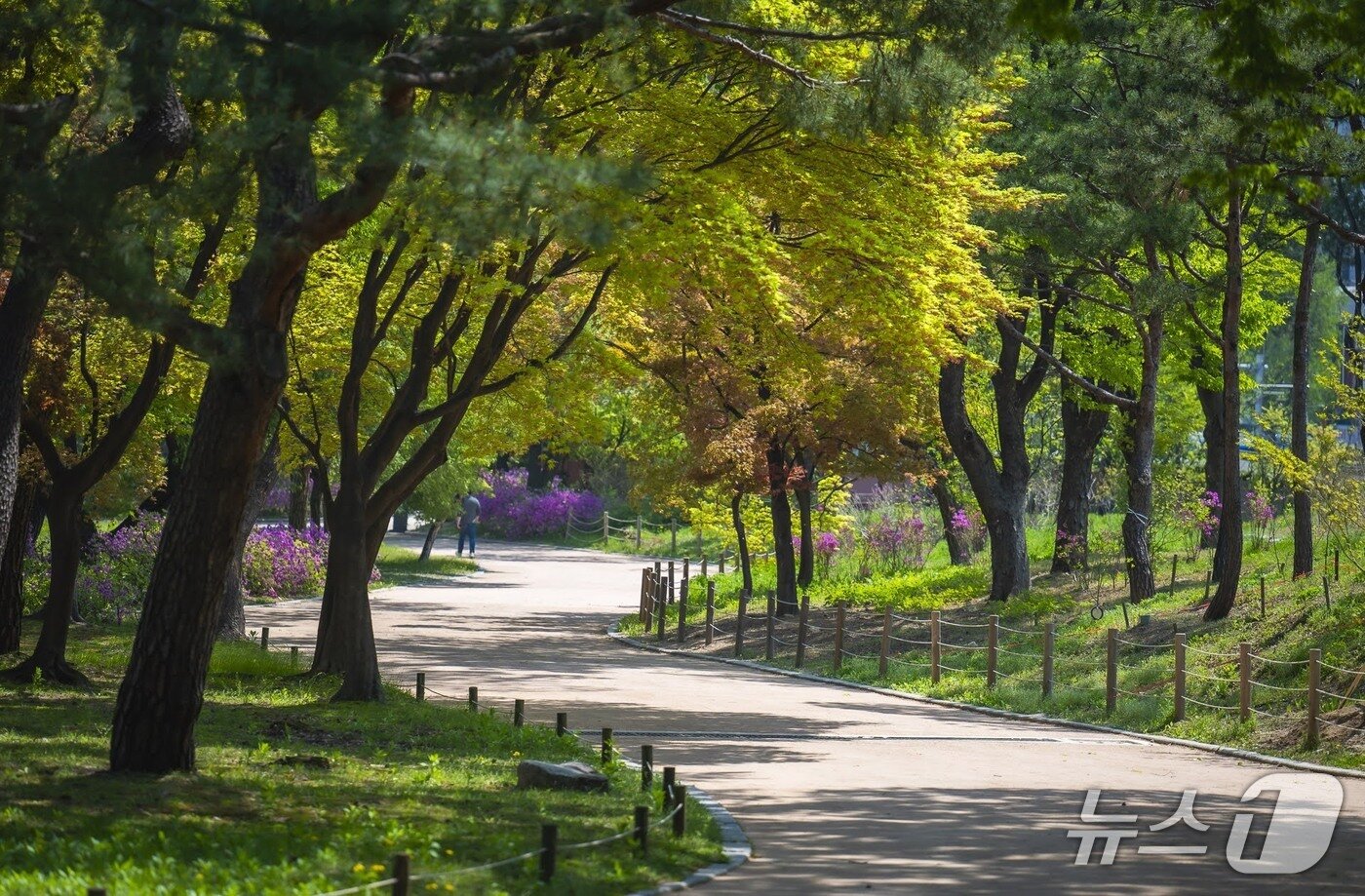 본문 이미지 - 유한킴벌리가 창경궁 궁궐숲 조성 사업을 성공적으로 마쳤다 &#40;유한킴벌리 제공&#41;
