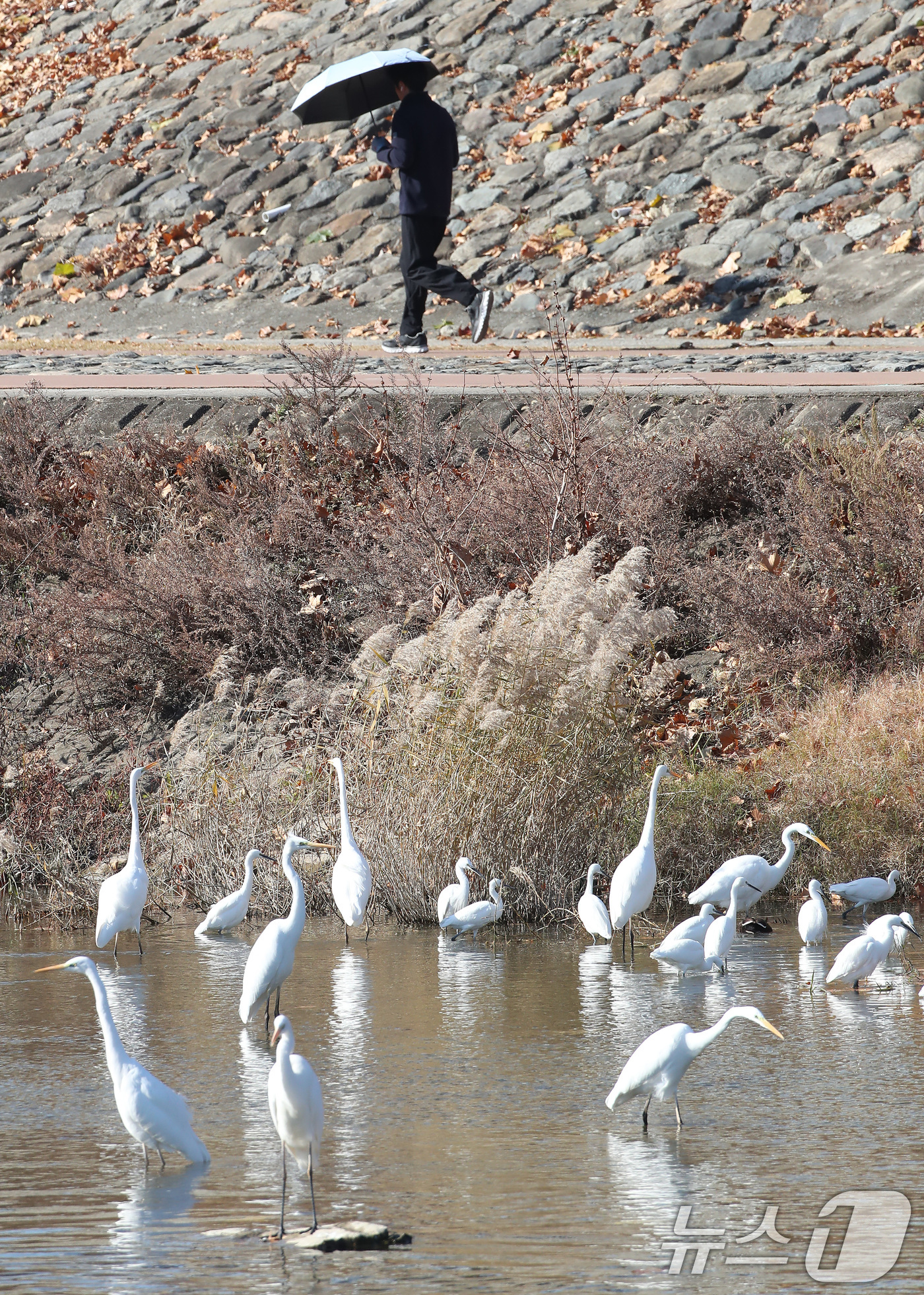 (대구=뉴스1) 공정식 기자 = 한파가 계속된 4일 오전 대구 도심을 가로질러 흐르는 신천에서 백로떼가 먹이를 찾고 있다. 2025.12.4/뉴스1