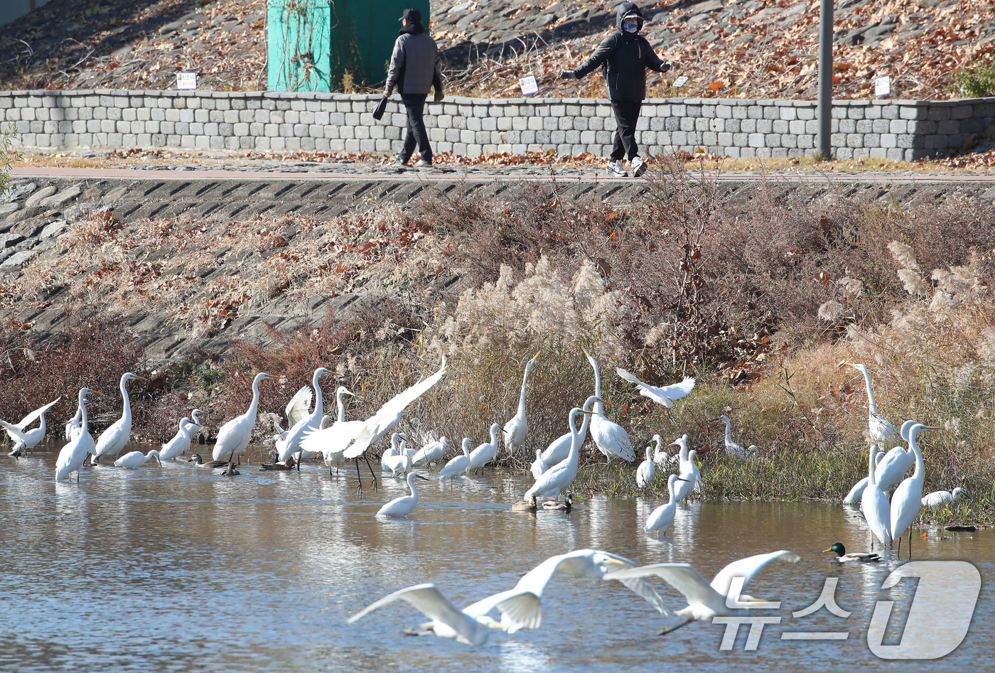 (대구=뉴스1) 공정식 기자 = 한파가 계속된 4일 오전 대구 도심을 가로질러 흐르는 신천에서 백로떼가 먹이를 찾고 있다. 2025.12.4/뉴스1