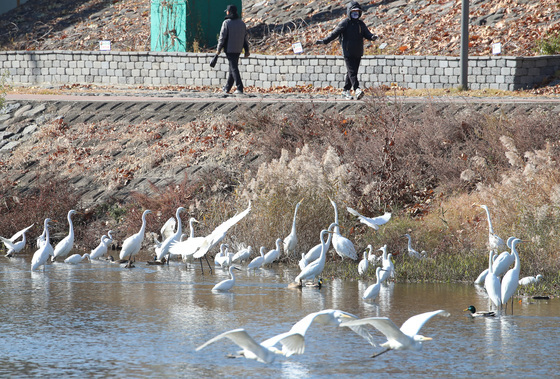 한파 속 먹이 찾는 백로
