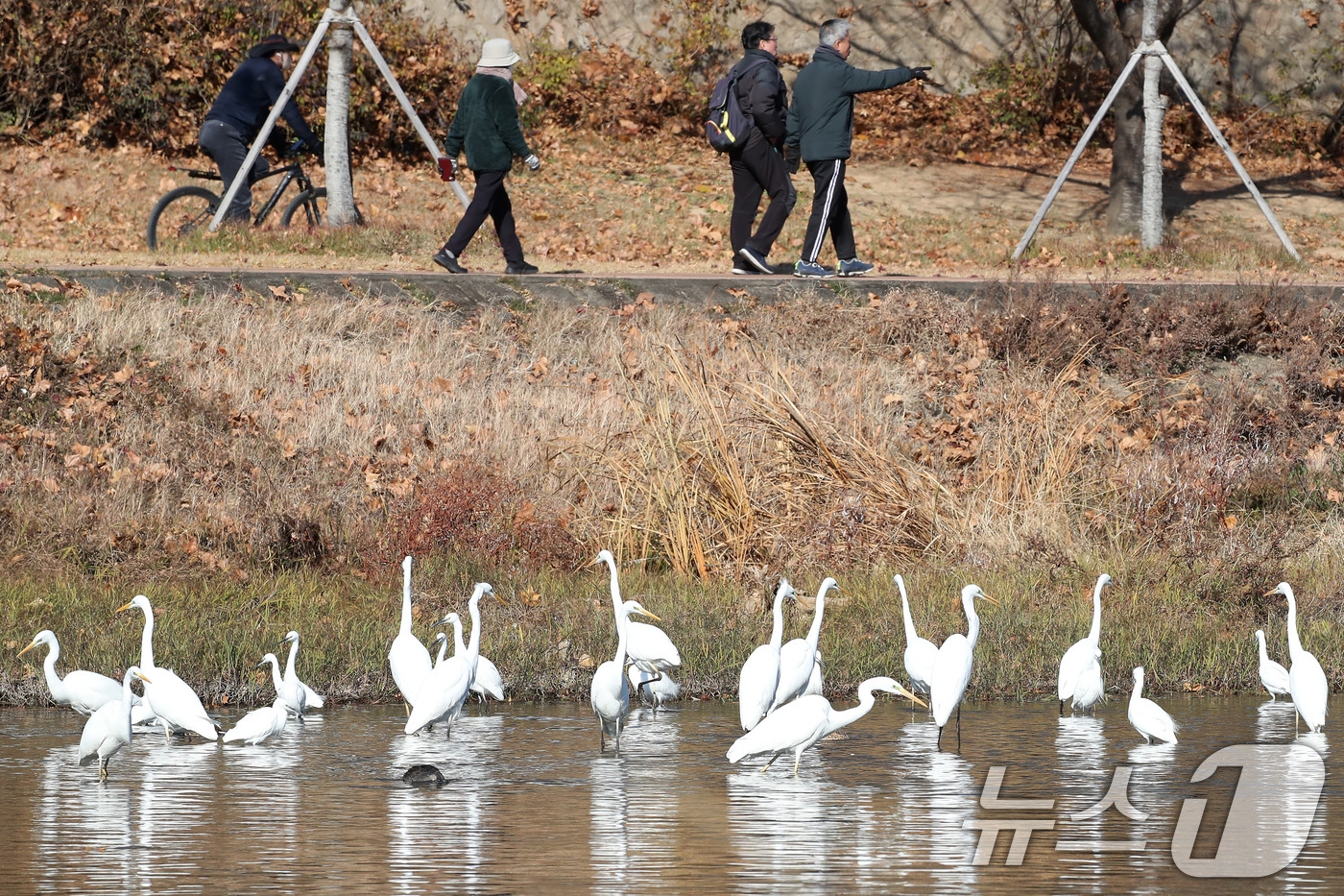 (대구=뉴스1) 공정식 기자 = 한파가 계속된 4일 오전 대구 도심을 가로질러 흐르는 신천에서 백로떼가 먹이를 찾고 있다. 2025.12.4/뉴스1