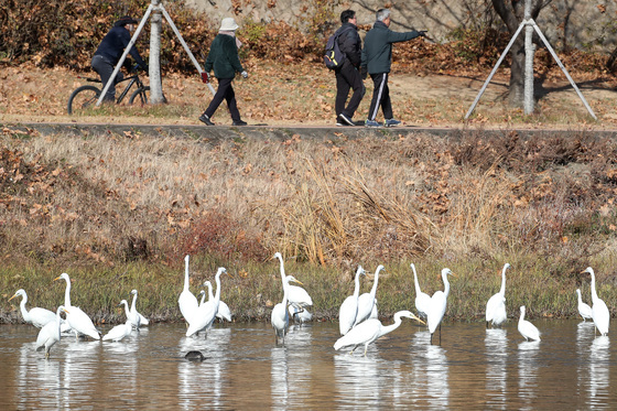 대구 신천에 모여든 백로떼