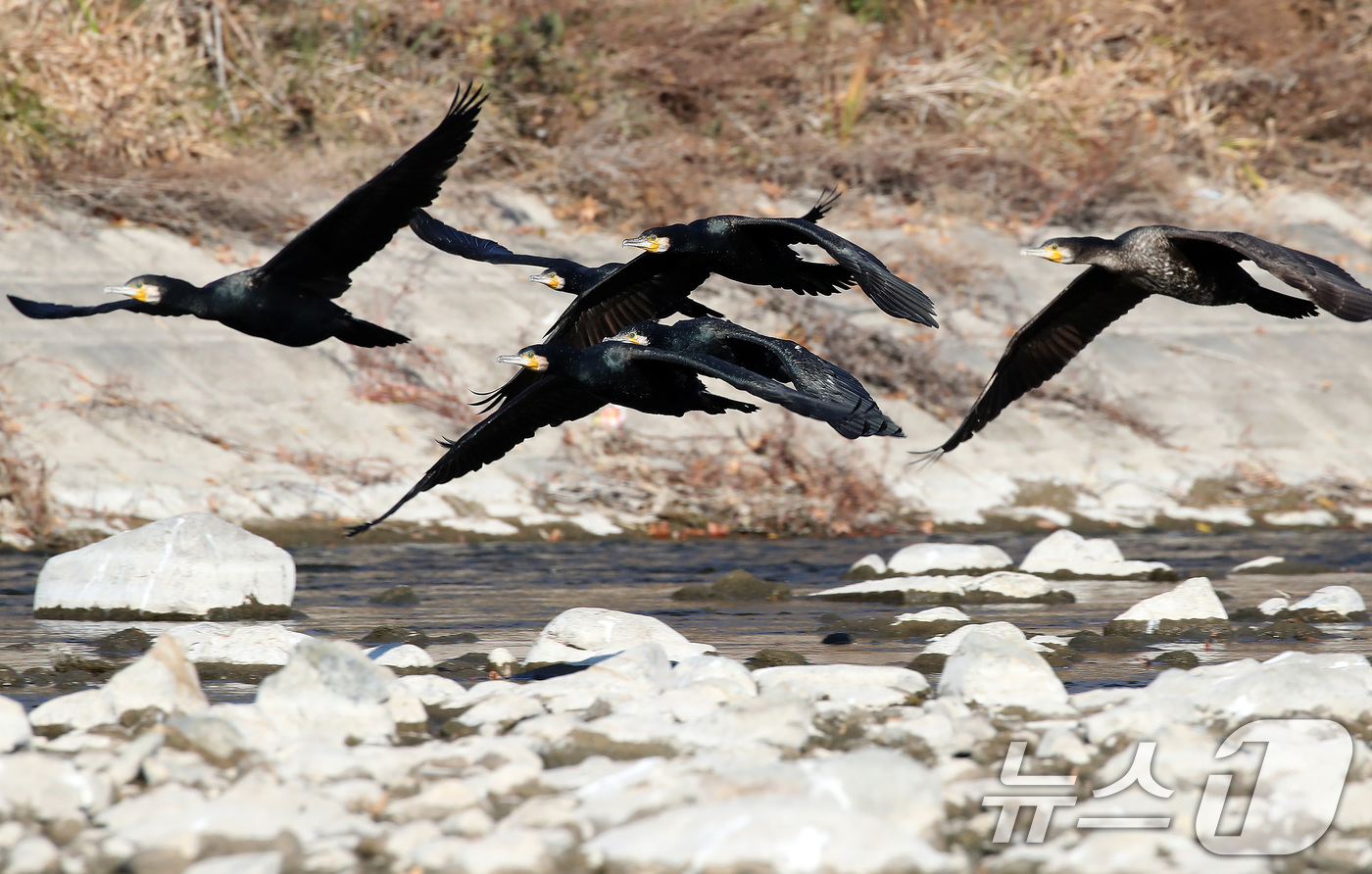 (대구=뉴스1) 공정식 기자 = 한파가 계속된 4일 오전 대구 도심을 가로질러 흐르는 신천에서 가마우지가 무리를 지어 날며 먹이를 찾고 있다. 2025.12.4/뉴스1