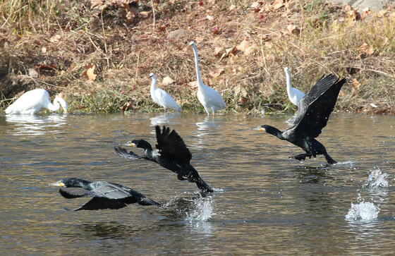 먹이 찾아 선착순