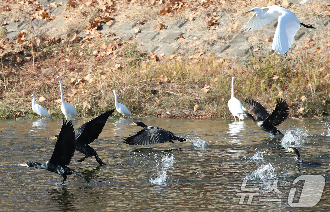 (대구=뉴스1) 공정식 기자 = 한파가 계속된 4일 오전 대구 도심을 가로질러 흐르는 신천에서 백로와 가마우지가 무리를 지어 먹이를 찾고 있다. 2025.12.4/뉴스1