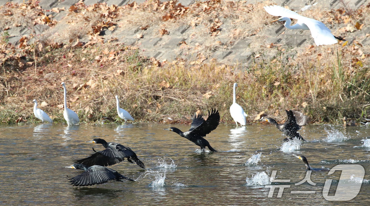(대구=뉴스1) 공정식 기자 = 한파가 계속된 4일 오전 대구 도심을 가로질러 흐르는 신천에서 백로와 가마우지가 무리를 지어 먹이를 찾고 있다. 2025.12.4/뉴스1