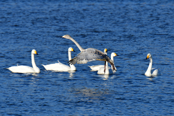 [오늘의 날씨] 대구·경북(6일,토)…낮부터 기온↑, 최고 6~11도