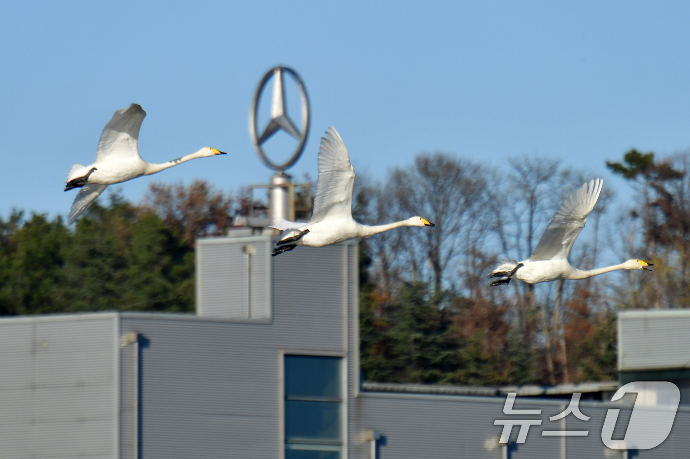 (포항=뉴스1) 최창호 기자 = 4일 오후 천연기념물 201-2호인 큰고니 무리가 경북  포항시 남구 연일읍 형산강 상공 위를 날아가고 있다. 2025.12.4/뉴스1